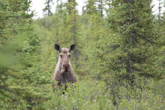 Voyage découverte des élans en Alaska aux États-Unis