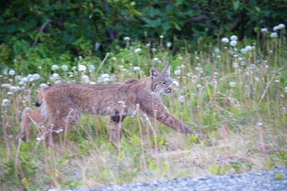 Voyage découverte des lynx en Alaska aux États-Unis