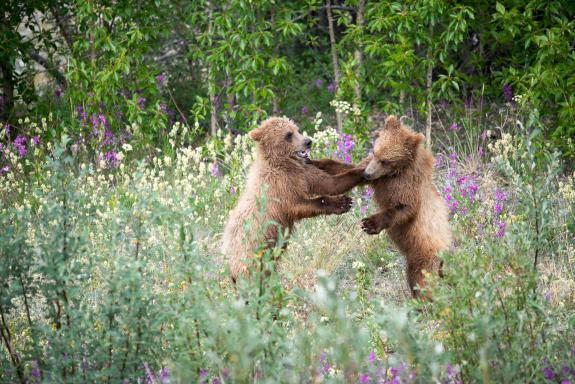 Voyage découverte des oursons et grizzlys en Alaska aux États-Unis