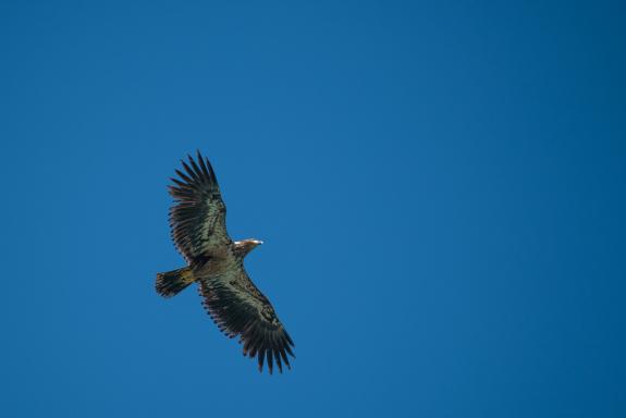 Voyage découverte des aigles royaux en Alaska aux États-Unis