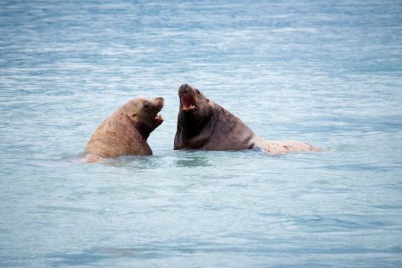 Voyage découvertz des Lions de mer en Alaska aux États-Unis