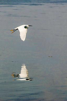 Contemplation d'une aigrette du Lac Awassa