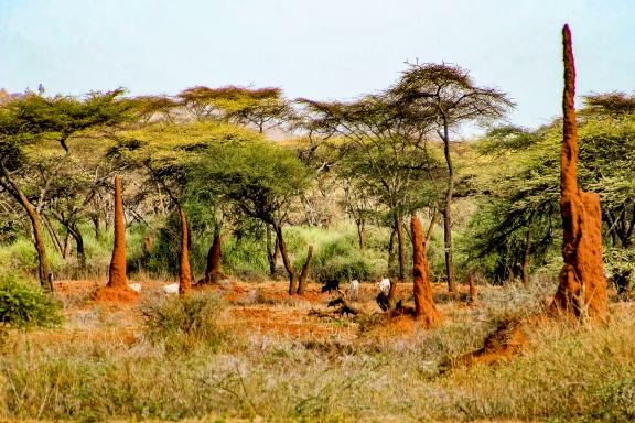 Traversée de paysage de termitières  vers Yabelo