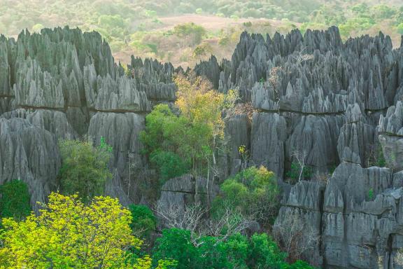 Randonnée dans les Tsingy de Bemaraha dans l'ouest malgacge