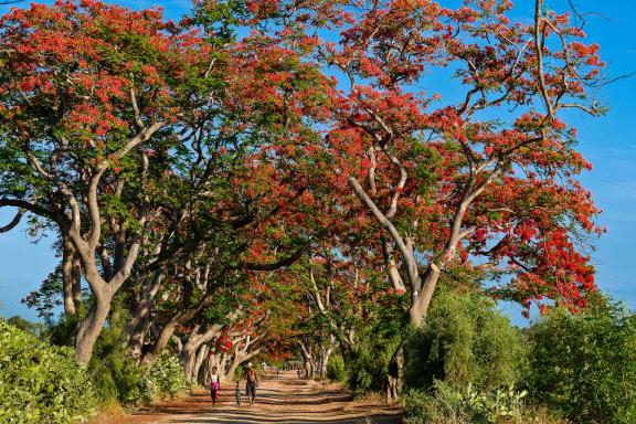 Randonnée sous une allée de flamboyants en fleurs sur la côte sud-ouest