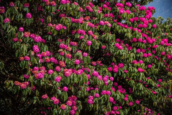 Rhododendrons en fleurs dans la région des Annapurnas au Népal