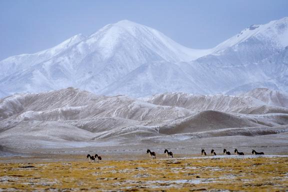 Kyiangs au Tibet en hivers