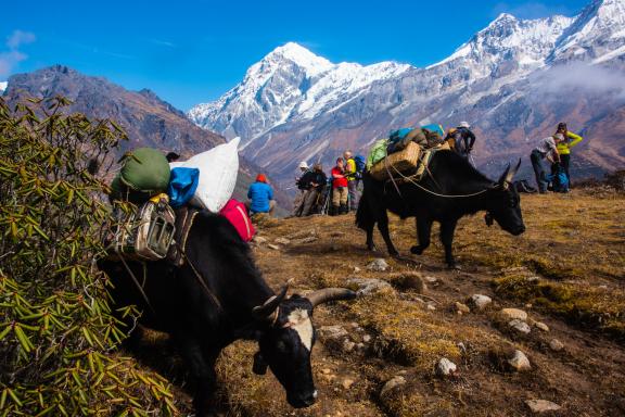 Vue sur le Pandim depuis Dzongri pendant le trek du Gocha-la au Sikkim en Inde