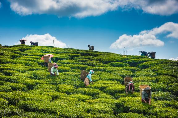 Plantations de thé à Kurseong près de Darjeeling en Inde