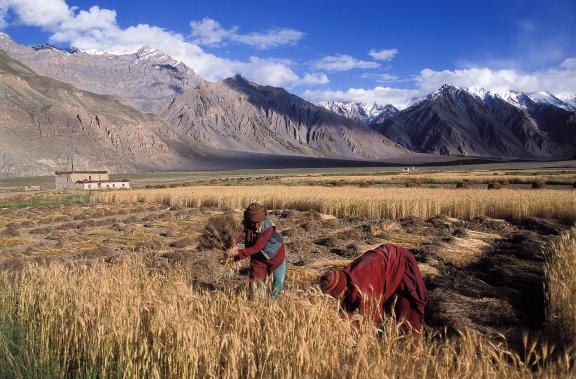 Le village de Pishu au Zanskar en Himalaya en Inde