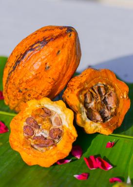 Visite et atelier du chocolat Maison du Cacao en Guadeloupe