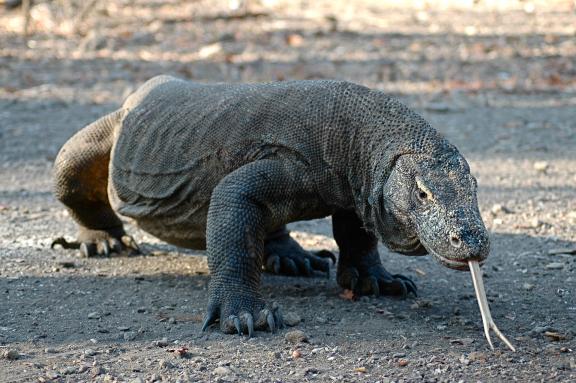 Rencontre d'un varan de Komodo à l'ouest de Flores