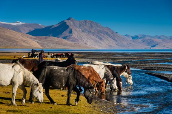 Lac Tsomoriri au Rupshu Changtang au Ladakh en Inde