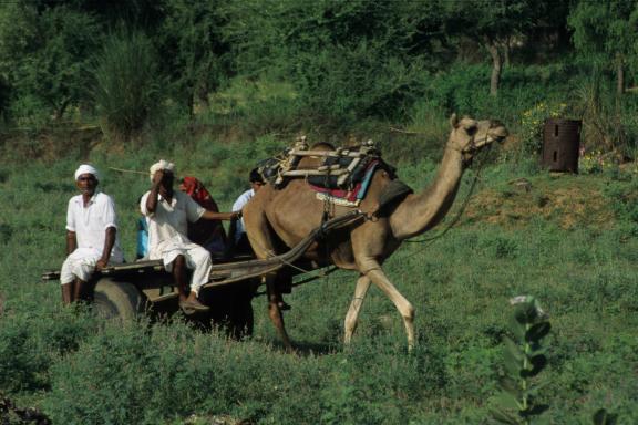 Trek vers une charrette tirée par un dromadaire au Gujarat