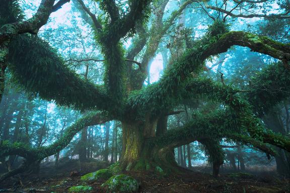 Trek dans la forêt mystérieuse des Northern Highlands de Tasmanie