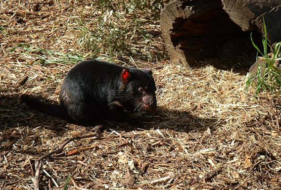 Rencontre avec un Diable de Tasmanie dans un parc national
