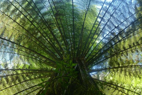 Découverte d'une fougère arborescente dans les montagnes de Tasmanie