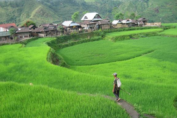 Randonnée à travers les rizières en pays kalinga dans la Cordillera