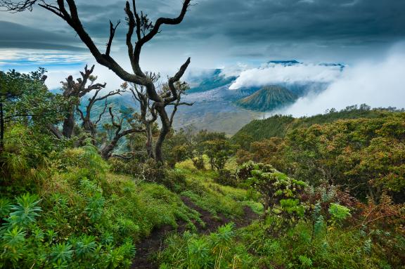 Trek en bordure de la caldeira de Tengger en direction du Bromo