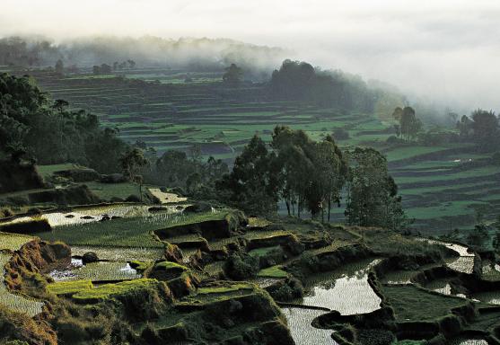 Voyage à travers des rizières en terrain volcanique sur Java est