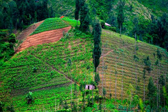 Randonnée sur les pentes volcaniques fertiles dans la région du Bromo sur Java Est