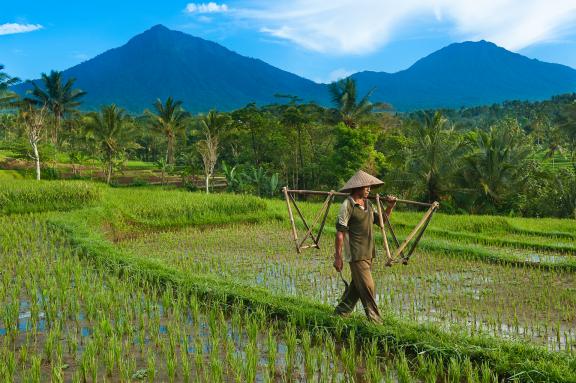 Trekking dans les rizières de la région du Kawah Ijen tout à l'est de Java