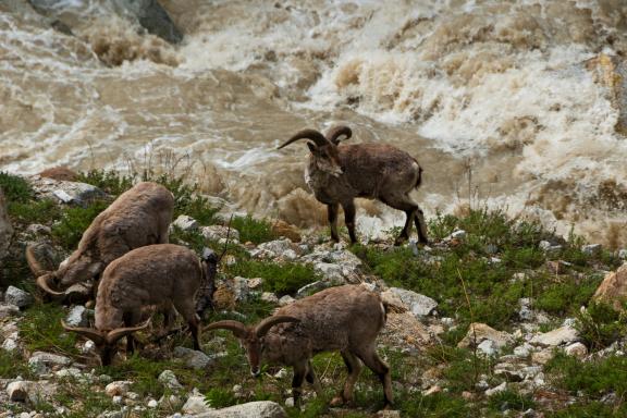 Bharal entre Gangotri et Bhojbasa aux sources du Gange au Garhwal en Inde