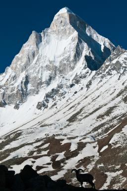 Bharal devant le Shivling depuis Tapovan près de Gangotri aux sources du Gange en Inde