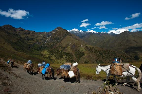 Entre le Jare la et Robluthang pendant le trek de Laya au Bhoutan