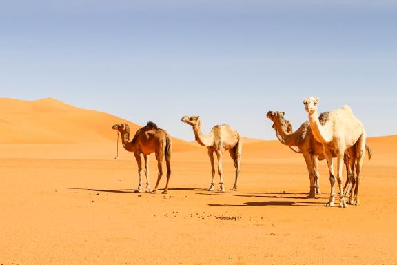 Trek avec des chameaux dans la vallée du Drâa