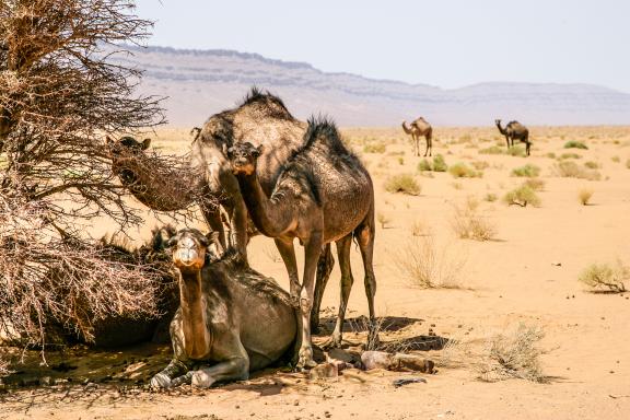 Randonnée avec des chameaux à l'ombre dans la vallée du Drâa
