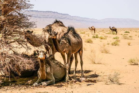 Randonnée avec des chameaux à l'ombre dans la vallée du Drâa