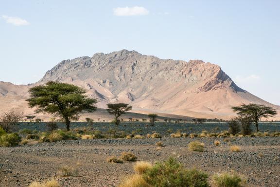 Trek autour d'acacias sur un plateau rocheux dans la vallée du Drâa