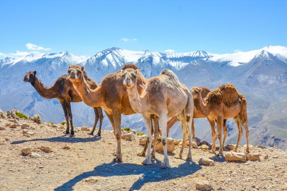 Trek avec des chameaux en altitude dans le Haut-Atlas