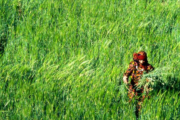 Voyage et rencontre avec une femme Berbère dans le Haut-Atlas