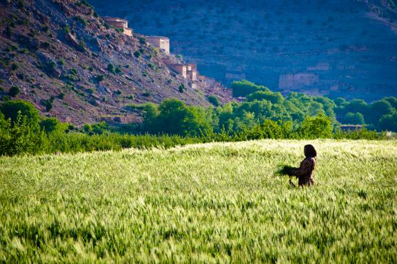 Découverte d'une culture agricole Berbère au Maroc