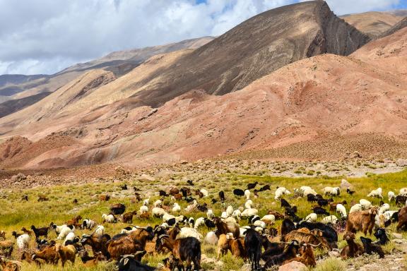 Randonnée avec des brebis le long de pitons rocheux dans le Haut-Atlas central