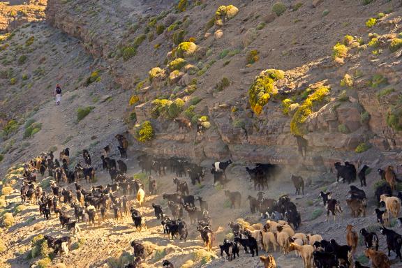 Trekking avec un troupeau passant un col au Maroc