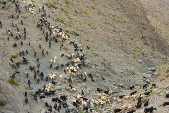 Trekking avec un troupeau de la transhumance Aït Atta au Maroc