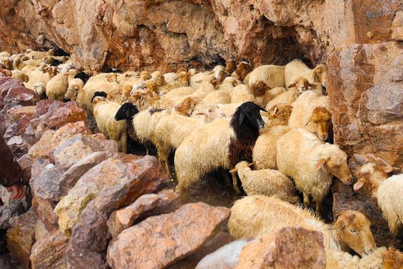 Trek à côté des moutons des Aït Atta vers Almou N'Ouarg