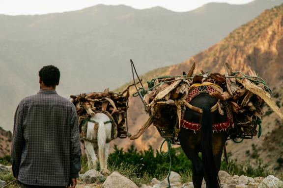 Voyage et rencontre avec des mules  transportant du bois à Arous