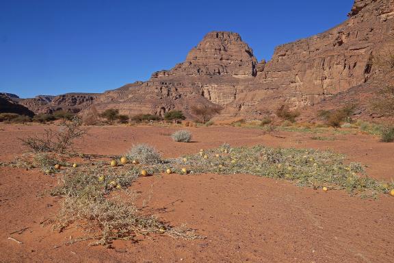 Trek et végétation du Sahara