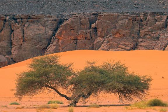 Voyage avec un imposant acacia dans les Tassili n'Ajjer