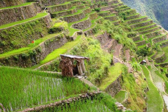 Trekking vers les rizières en terrasses de la Cordillera au nord de l'île de Luzon