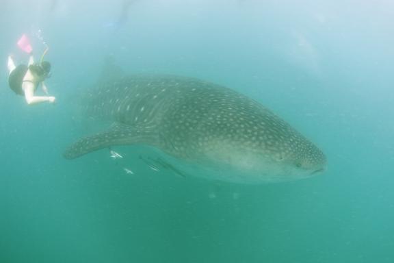 Rencontre avec un requin-baleine de la région de Donsol au sud de l'île de Luzon