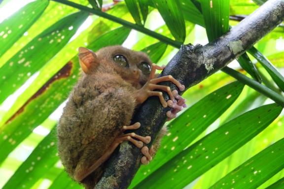 Rencontre d'un petit tarsier dans les feuillages sur l'île de Bohol