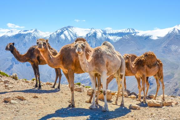 Trek avec des chameaux en altitude dans le Haut-Atlas