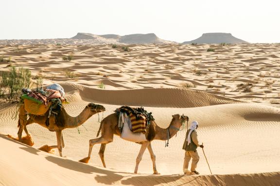 Trek avec un chamelier et ses chameaux  dans le grand erg oriental