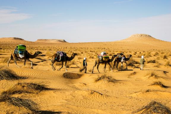 Trekking avec une méharée dans le grand erg oriental