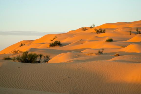Randonnée sur des dunes et végétation en Tunisie